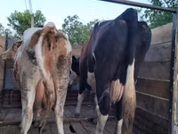 گاو نر, Russian Black pied cattle — عکس 5