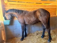 Mare, Nonius horse — photo 3