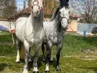 ፈረስ, Horses — ፎቶ 1