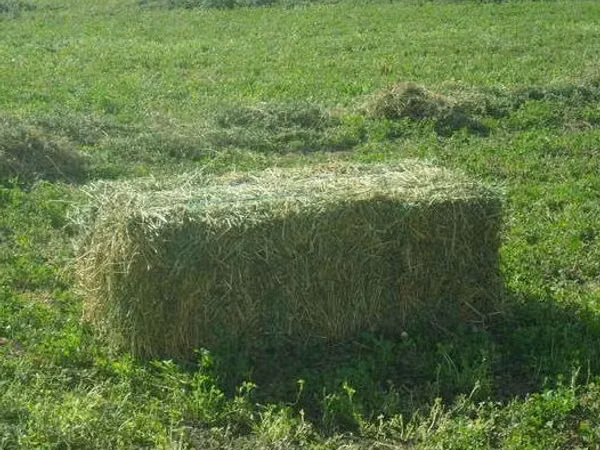 cumpar lucerna
