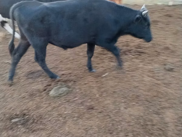Bull, Aberdeen-Angus — Kazakhstan