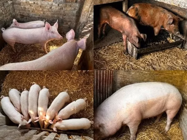 Boar, Pigs — Hungary