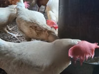 Chickens — sawirka 3