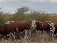گاو ماده, Simmental cattle — عکس 2