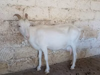 Goat, Saanen goat — photo 5