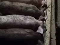 แม่สุกร, หมู — รูปภาพ 3
