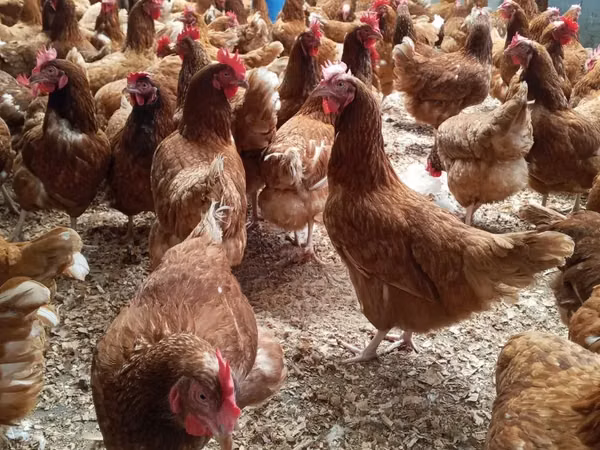 Chickens