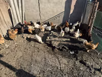 Chickens — عکس 1
