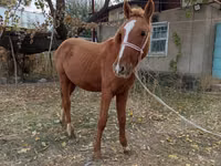 母马, Horses — 照片 3