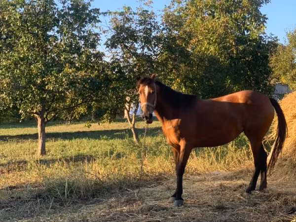 Mare, Horses — Moldova