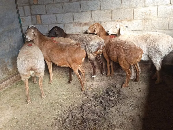 Brebis, Moutons
