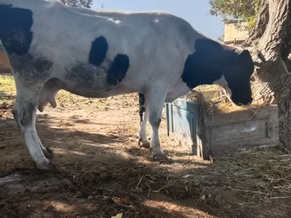 Vaca, Latvian Blue cattle — Kazajistán