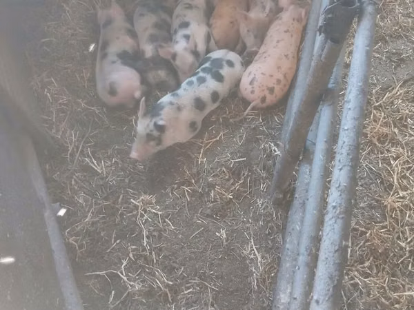 Boar,  — Moldova