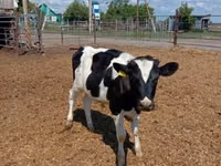 ხარი, Russian Black pied cattle — ფოტო 1