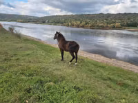 Kuda betina, Horses — foto 4