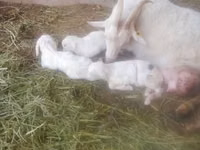 Goat, Goats — photo 3