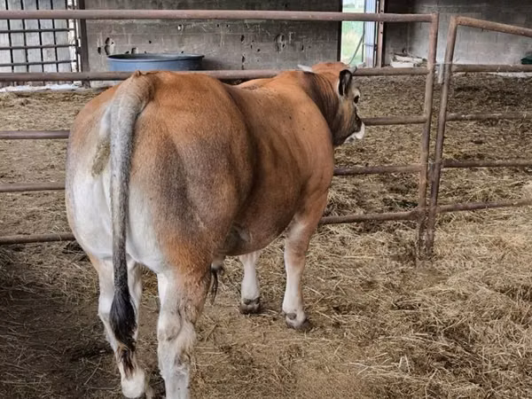 گاو نر, Partenaise cattle