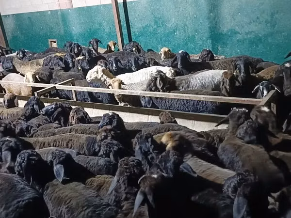 Ram, Sheep