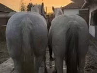 Ngựa cái, Lipizzaner — ảnh 1