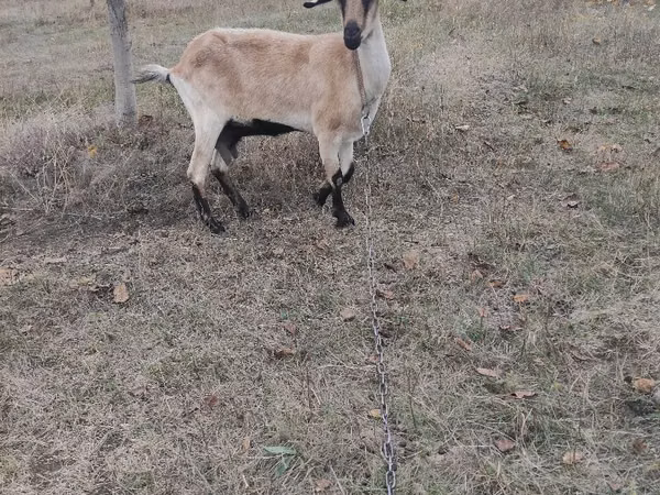 Goat, Goats — Moldova
