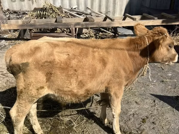 Cattle (batch, sex not specified), Swiss cattle — Kyrgyzstan