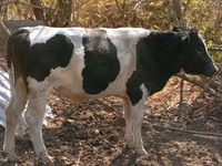 Toro, Bovini — foto 4