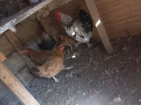 Chickens — foto 3