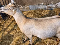 Capra, Nubian Goat — foto 2