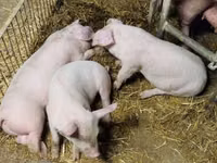 สุกร (เป็นล็อต, ไม่ระบุเพศ), หมู — รูปภาพ 2