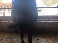 Cow, Cattle — photo 7