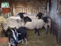 Sheep, White Suffolk sheep — photo 4