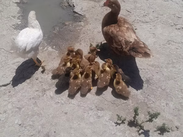 Ducks — آذربائیجان