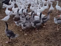 Geese — foto 1