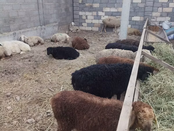 Sheep, Sheep