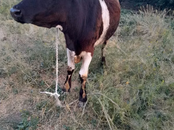 Cow, Swiss cattle — Kazakhstan