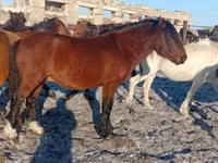 اسب نر, Kazakh horse — عکس 3