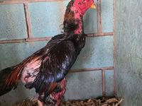 Chickens — photo 4