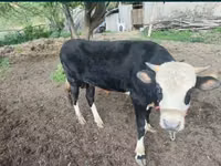 Tyre, Simmental cattle — foto 3