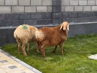 Domba betina, Hissar sheep — foto 3