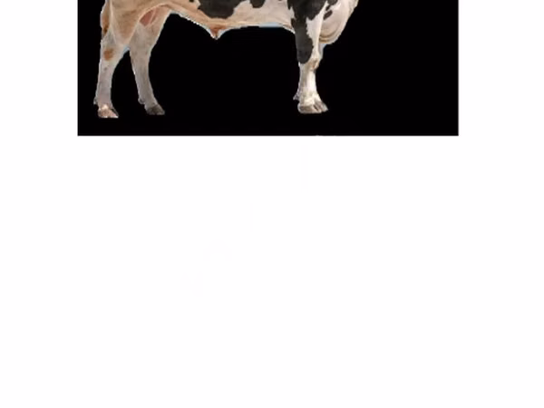 Cow, Holstein breed — Russia