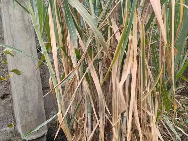 Super Napier (Pakchong 1) Hybrid F1 Napier Grass Cuttings