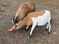 Ram, Cameroon sheep — photo 2