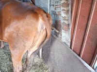 Cow, Cattle — photo 2