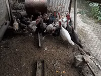 Turkeys — photo 2