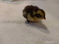 Quails — foto 2