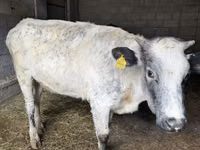 Krowa, Swiss cattle — zdjęcie 5