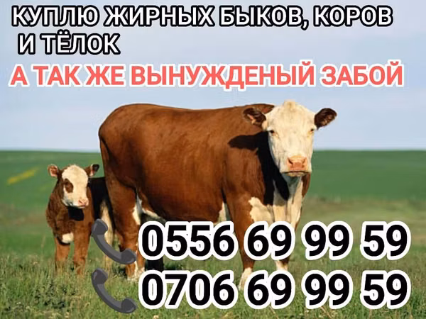 Ցուլ, Խոշոր եղջերավոր