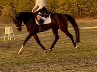 اسب نر, Hanoverian — عکس 1