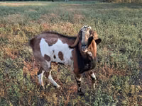 Ziegenbock, Ziegen — Foto 1