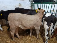 Bou, Bovine — foto 6
